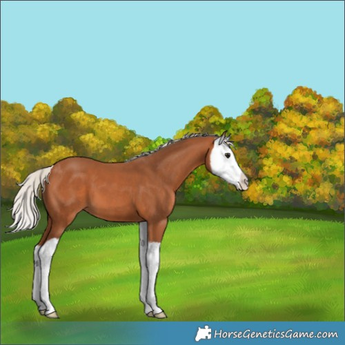 Horse Color:Silver Bay Splash 