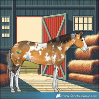 Horse Color:White Spotted Buckskin Splash 