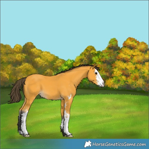 Horse Color:Buckskin Sabino 