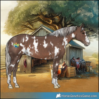 Horse Color:White Spotted Silver Black 