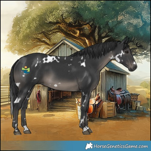 Horse Color:White Spotted Black 