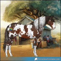 Horse Color:White Spotted Liver Chestnut 
