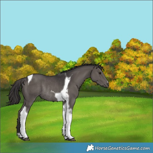 Horse Color:Smoky Grullo Tobiano Rabicano 