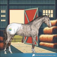 Horse Color:Liver Red Dun Appaloosa Brindle 