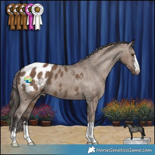 Horse Color:Liver Red Dun Appaloosa Brindle 