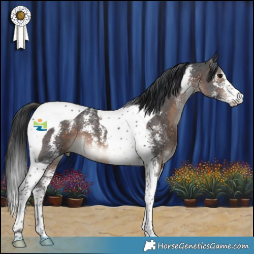 Horse Color:Brown Sabino Tobiano 