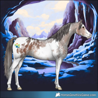 Horse Color:Bay Sabino Tobiano Appaloosa 