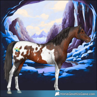 Horse Color:Brown Tobiano Blanket 