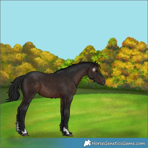 Horse Color:Gray Brown Sabino 