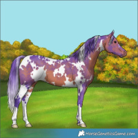 Horse Color:Watercolor White Spotted Bay 