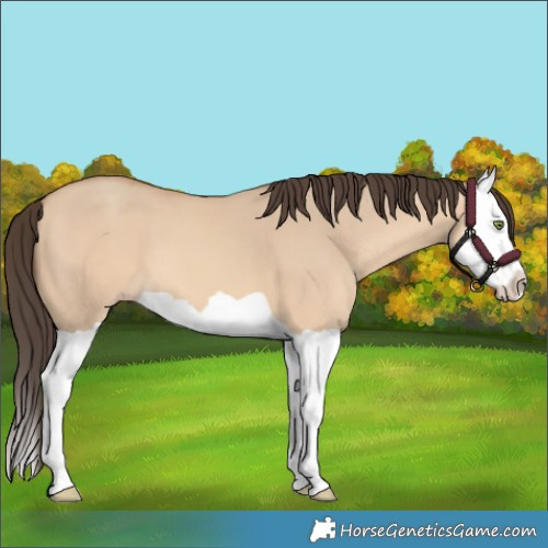 Horse Color:Amber Champagne Dun Splash