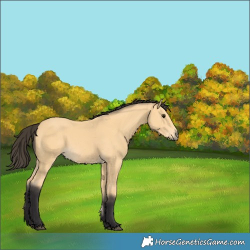 Horse Color:Buckskin 