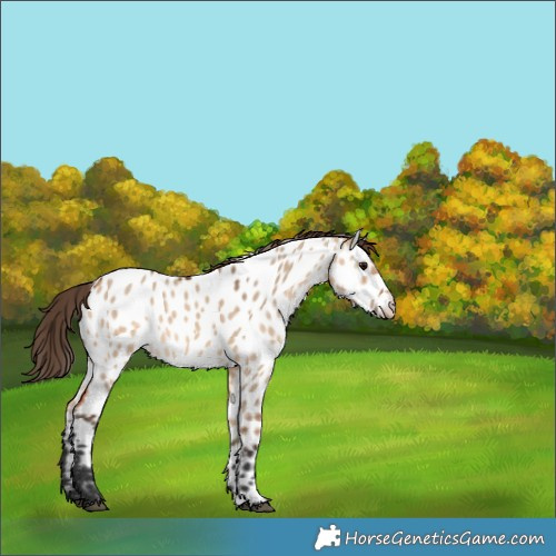 Horse Color:Bay Dun Appaloosa 