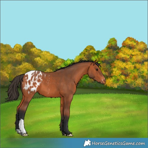 Horse Color:Bay Appaloosa 