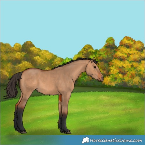 Horse Color:Bay Dun 