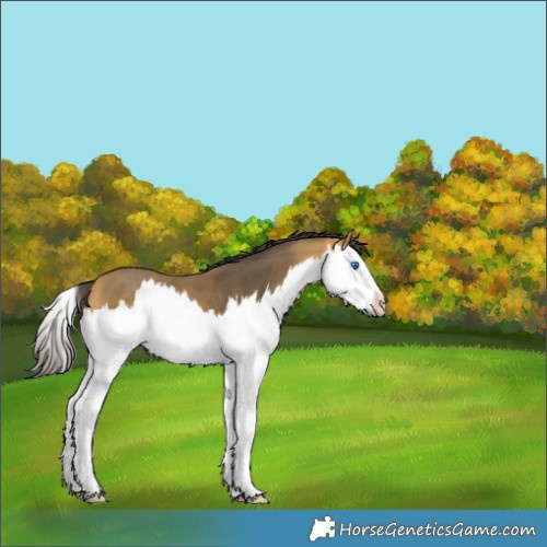 Horse Color:Buckskin Splash 