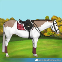 Horse Color:Classic Champagne Splash