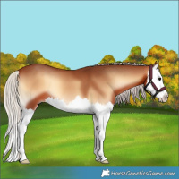 Horse Color:Silver Bay Onyx Splash