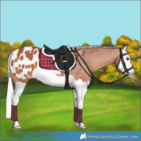 Horse Color:Silver Bay Splash Appaloosa