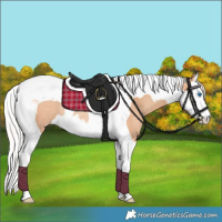 Horse Color:Silver Amber Champagne Splash Tobiano Rabicano