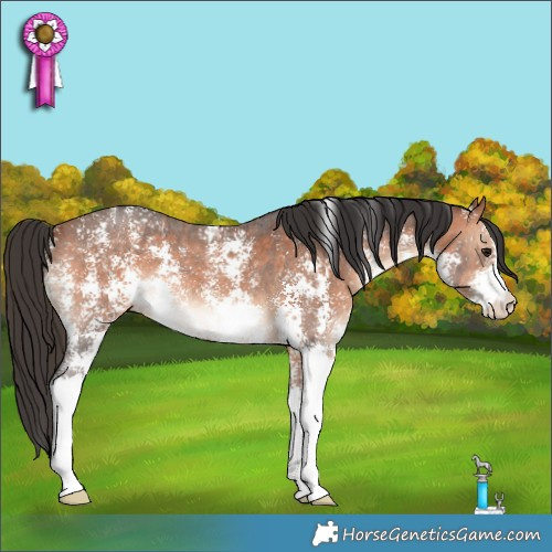 Horse Color:Bay Sabino 