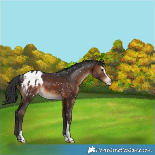 Horse Color:Brown Sabino Appaloosa 