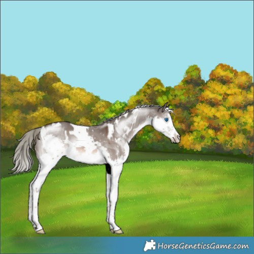 Horse Color:White Spotted Liver Red Dun Mushroom Sabino Splash 