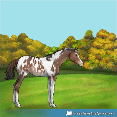 Horse Color:Liver Chestnut Sabino Tobiano Appaloosa Rabicano 