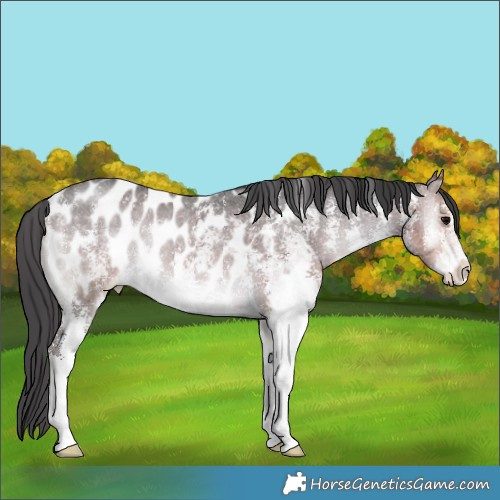 Horse Color:Buckskin Onyx Sabino Appaloosa