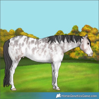 Horse Color:Buckskin Onyx Sabino Appaloosa