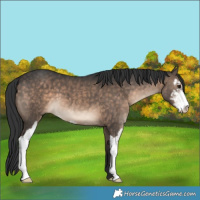 Horse Color:Brown Dun Sabino