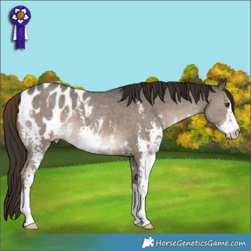 Horse Color:Liver Red Dun Sabino Appaloosa 