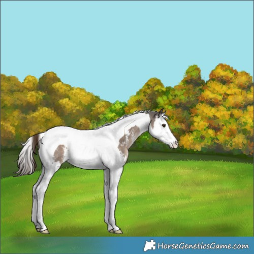 Horse Color:Liver Red Dun Sabino Splash Tobiano
