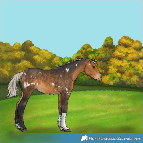 Horse Color:White Spotted Silver Buckskin Tobiano 