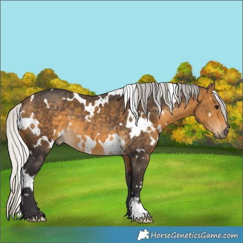Horse Color:White Spotted Silver Buckskin 