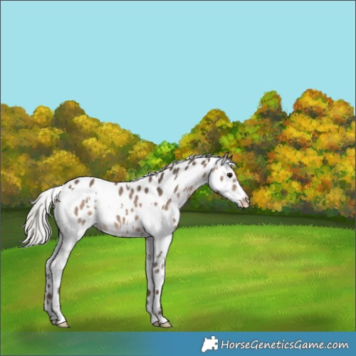 Horse Color:White Spotted Silver Bay Dun Appaloosa