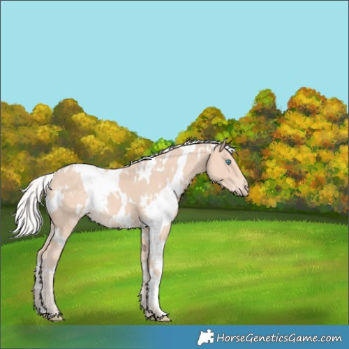 Horse Color:White Spotted Silver Perlino 