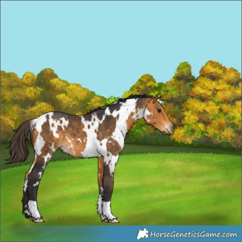Horse Color:White Spotted Buckskin 