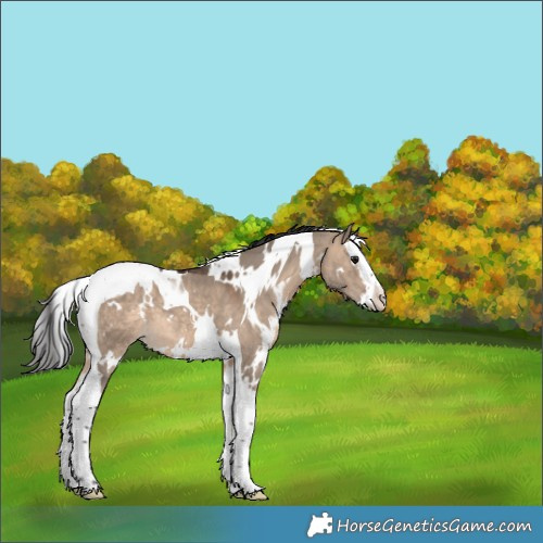 Horse Color:White Spotted Brown Dun Splash Tobiano 