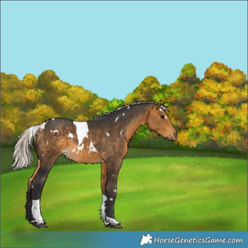 Horse Color:White Spotted Silver Buckskin Tobiano Rabicano