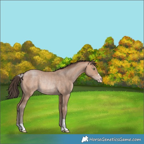 Horse Color:Amber Champagne Rabicano 