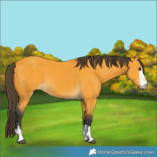 Horse Color:Buckskin 