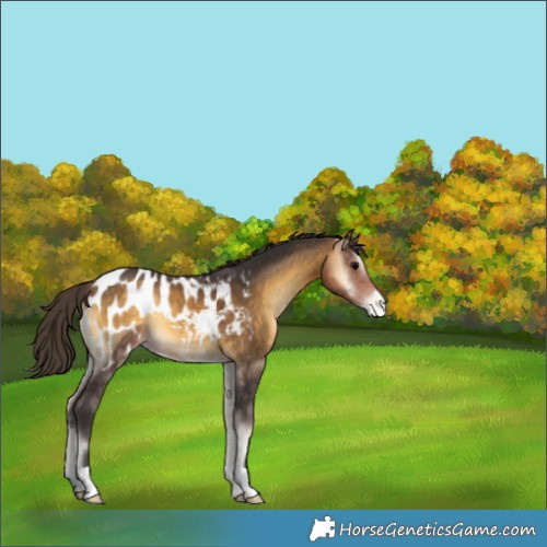 Horse Color:Buckskin Onyx Appaloosa