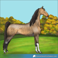 Horse Color:Buckskin Dun Tobiano 