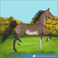 Horse Color:Bay Dun Tobiano 