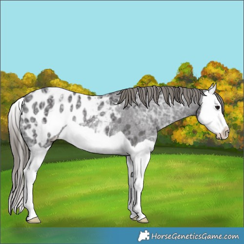Horse Color:Smoky Black Ice Splash Appaloosa Rabicano 