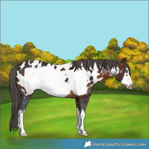 Horse Color:White Spotted Brown Frame Appaloosa 