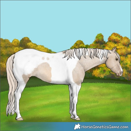 Horse Color:Chocolate Palomino Dun Tobiano Appaloosa 