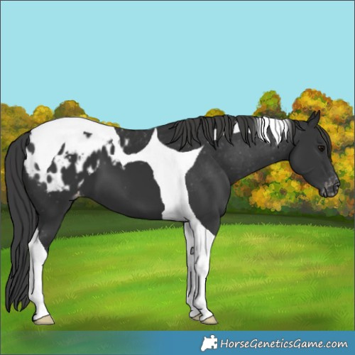 Horse Color:Black Tobiano Appaloosa 