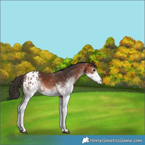 Horse Color:White Spotted Bay Appaloosa 
